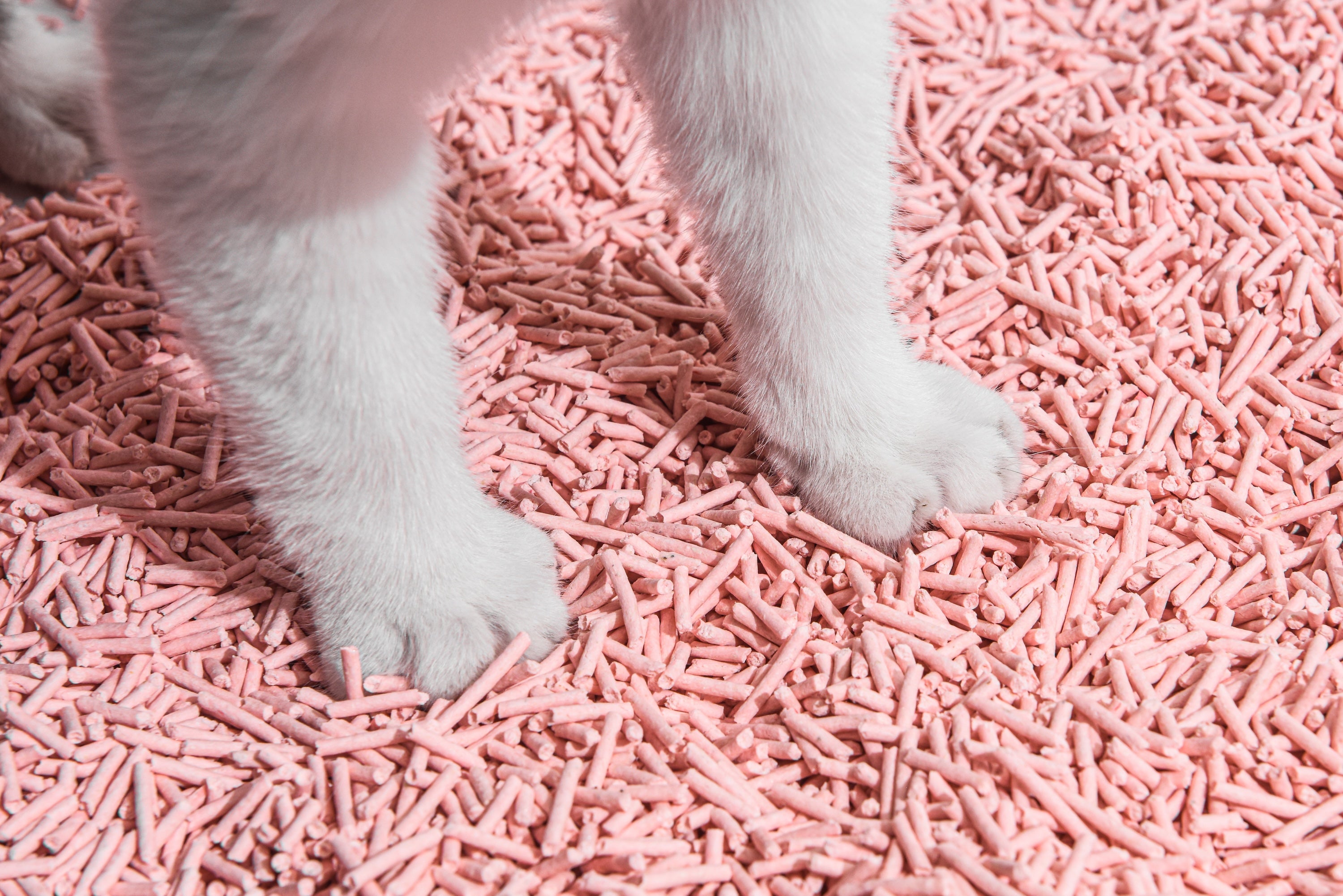 Cat paws on pink peach cat litters