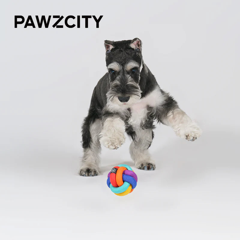 Dog playing with a colorful toy on a white background, with &