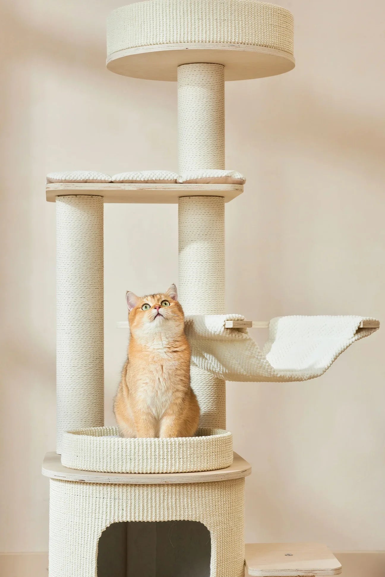 A golden British Shorthair cat looking up while sitting on the Michu Luna solid wood cat tree. Features tightly wrapped scratch-resistant sisal posts to protect your furniture.