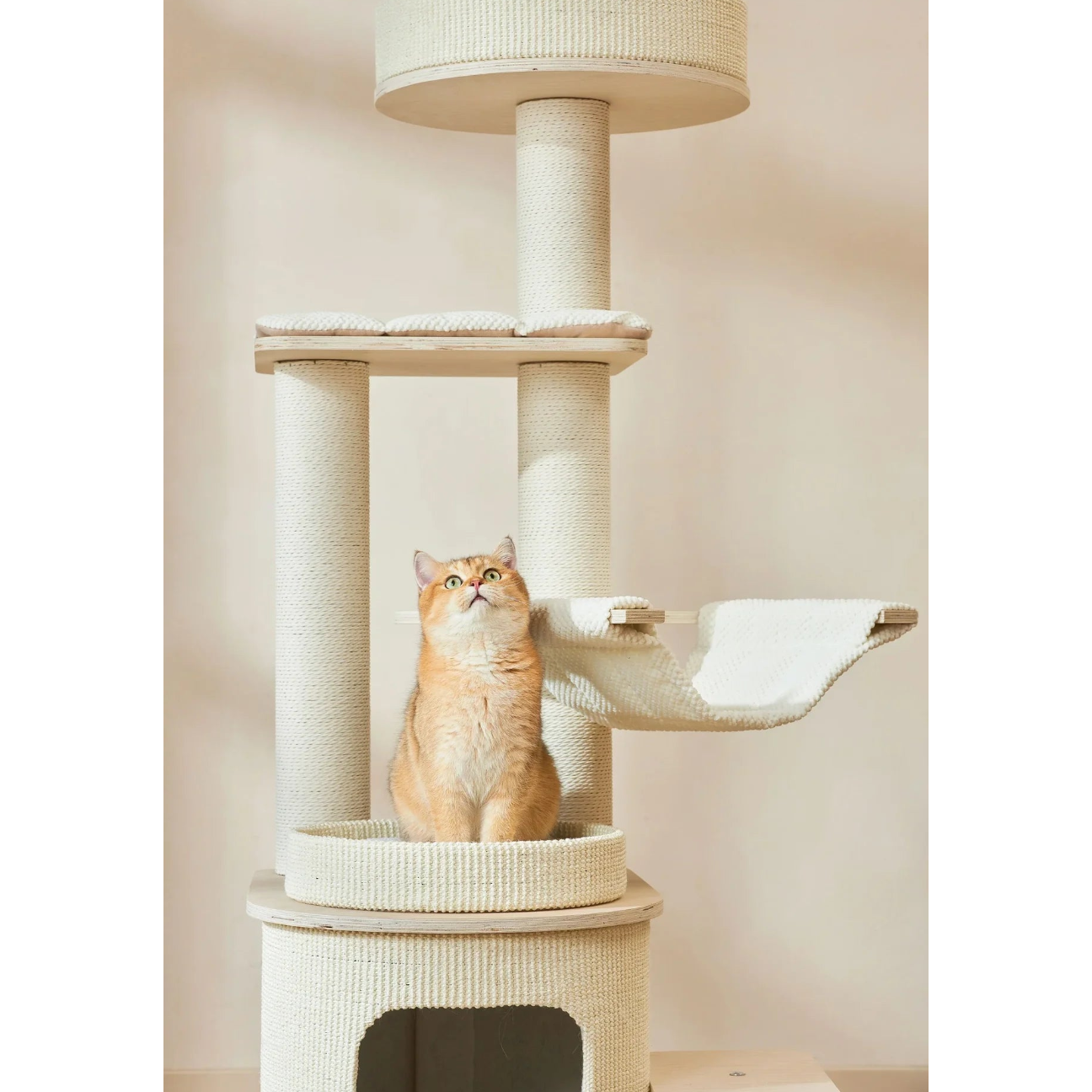 A golden British Shorthair cat looking up while sitting on the Michu Luna solid wood cat tree. Features tightly wrapped scratch-resistant sisal posts to protect your furniture.