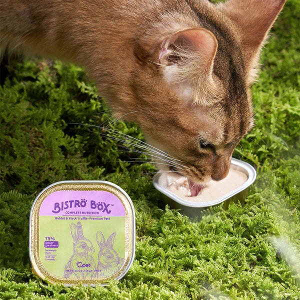 A beautiful Abyssinian cat eating OPET&
