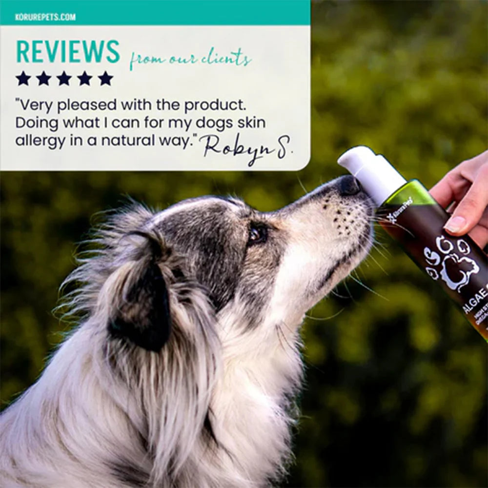 A dog gently sniffing Kōrure Pets Algae Oil outdoors, accompanied by a 5-star customer review highlighting its effectiveness as a natural remedy for dog skin allergies.