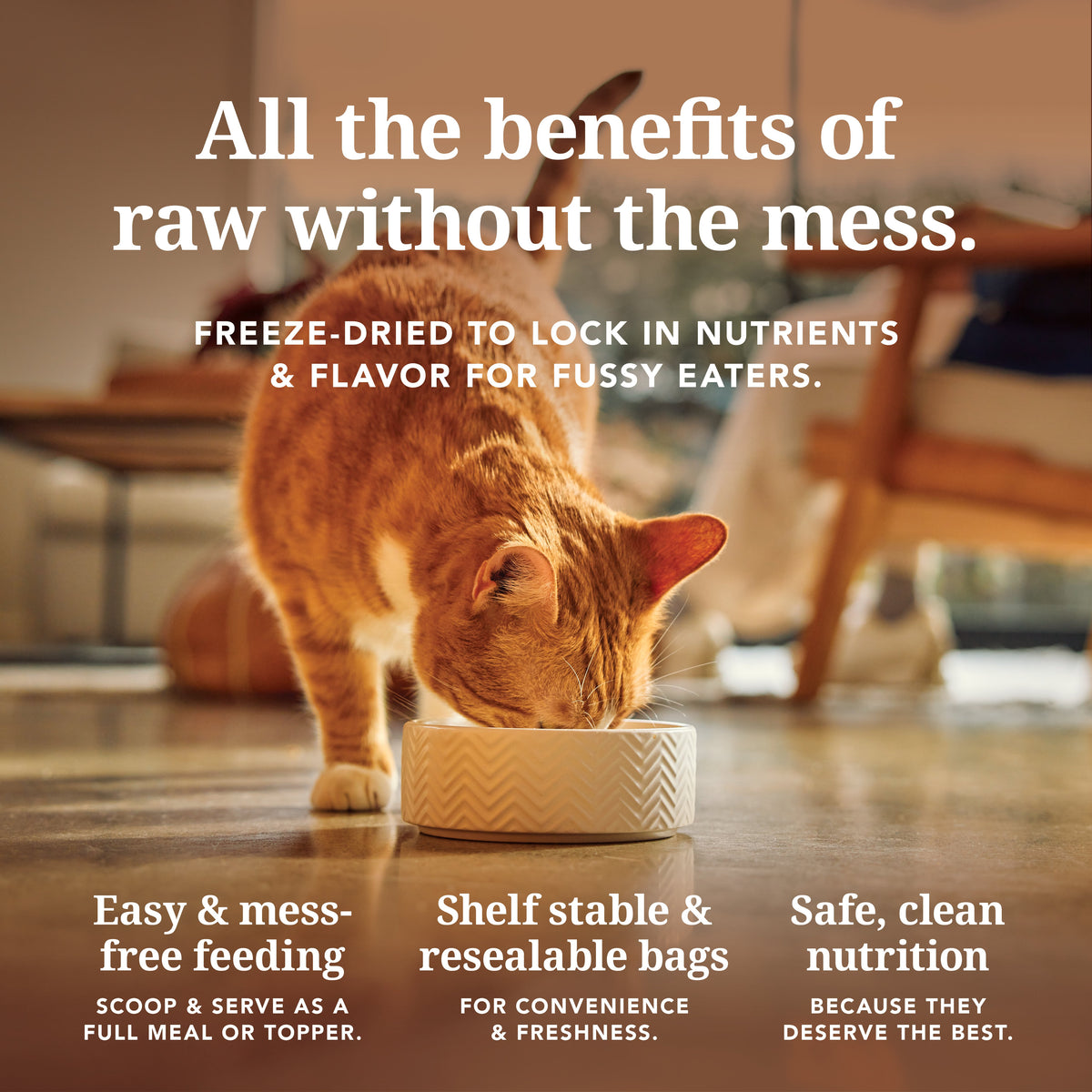 Cat eating Feline Natural freeze-dried food with convenient serving and resealable storage benefits