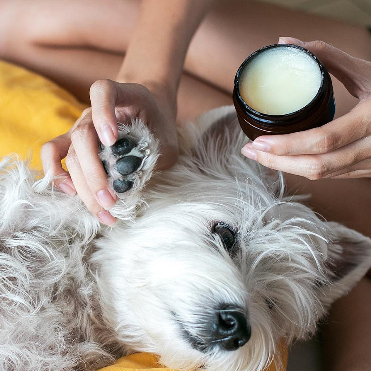 Applying the deep-hydration balm to a dog&