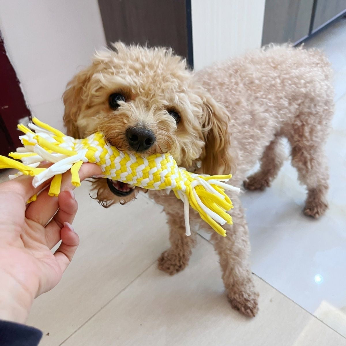 A cute Poodle playing tug-of-war with its owner using the yellow braided candy dog toy, showing how the stretchy fabric strips hold up during interactive play.