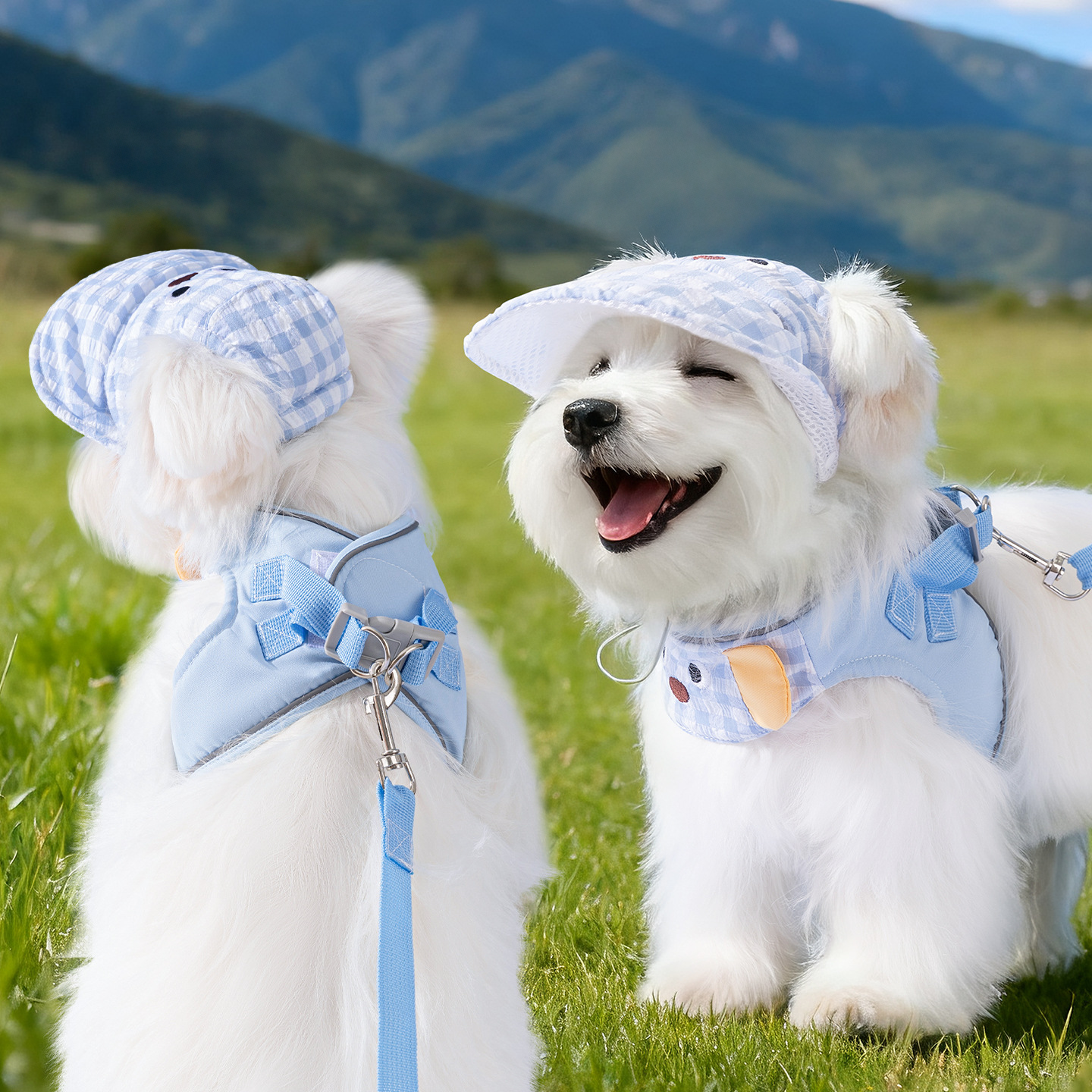 Two white dogs wearing the Blue Piald Dog harness and matching sun hat in a grassy field. Shows the secure back-clip attachment and sun protection for outdoor adventures