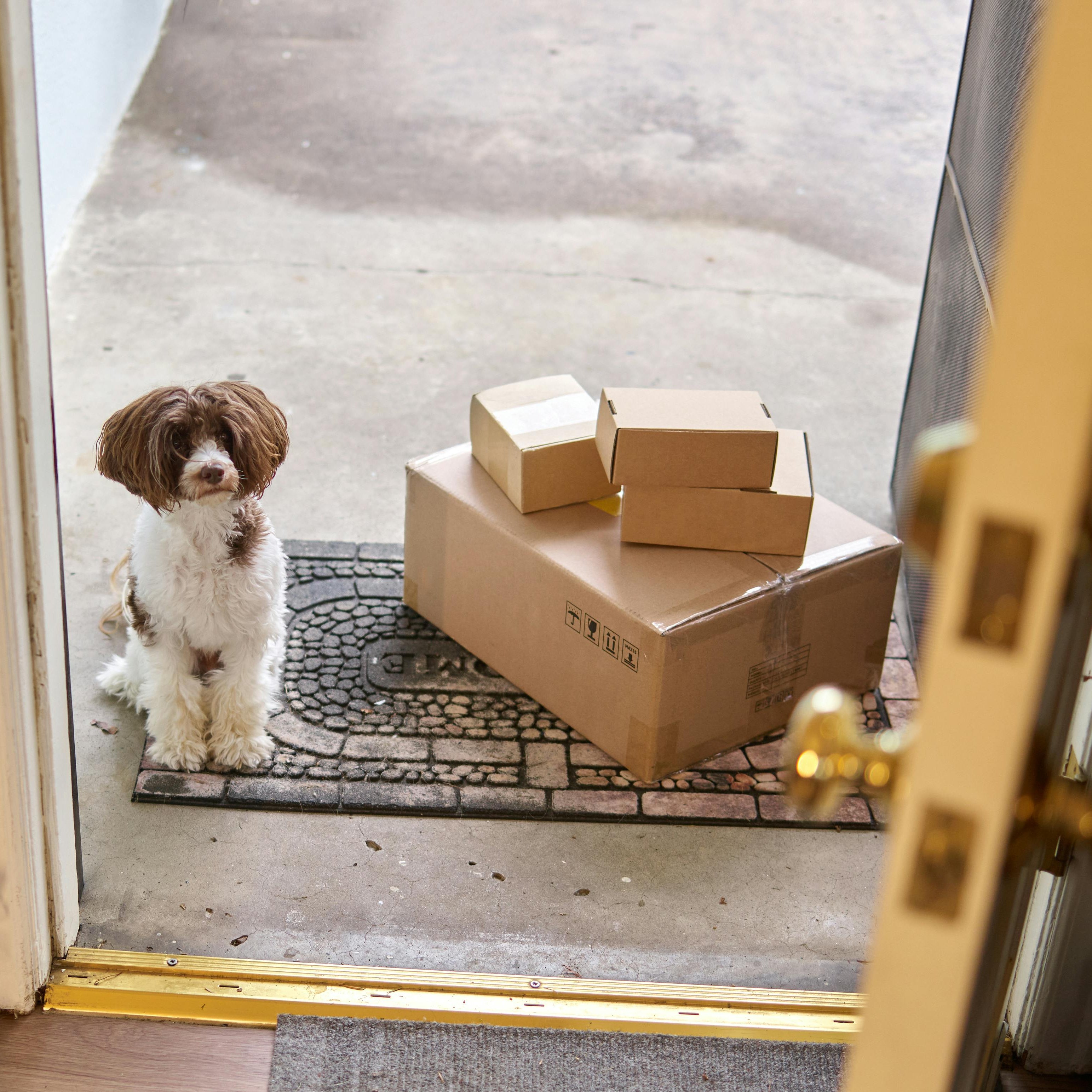 A small, scruffy brown and white dog sitting patiently on a doormat next to a stack of cardboard delivery boxes outside a front door. This image captures the "unboxing joy" of receiving LéJoyee pet supplies.