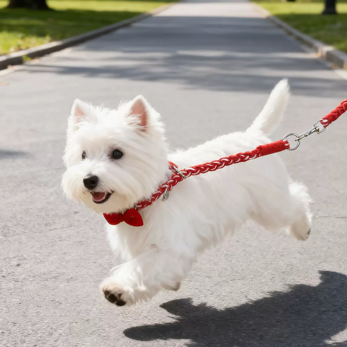 West Highland White Terrier running with the red leash and collar set. The heavy-duty hardware ensures anxiety-free security during active play
