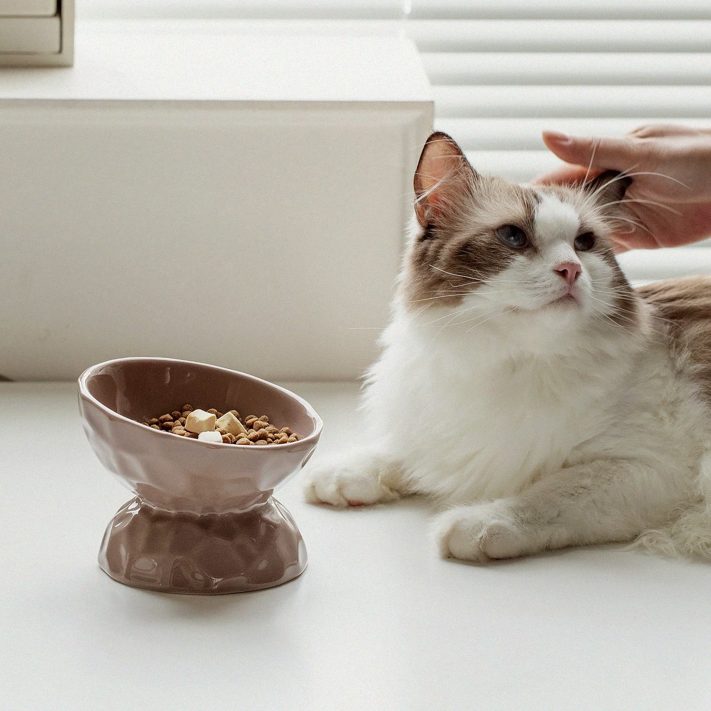 A Ragdoll cat eating comfortably from the Peture Elevated Bowl in taupe. The wide, angled opening prevents whisker fatigue, and the heavy base ensures stability during mealtime