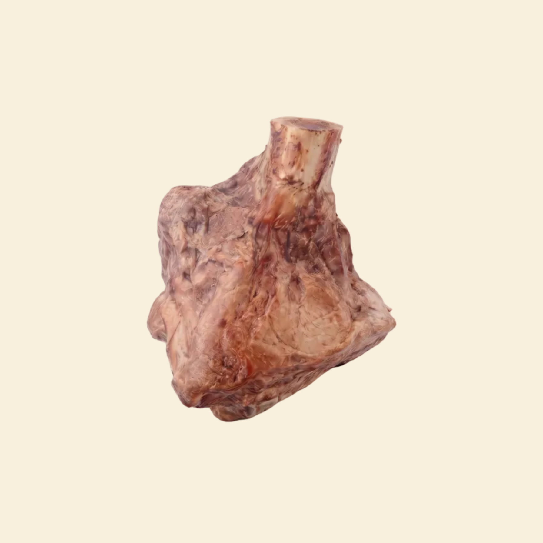 A close-up of a robust, single-ingredient freeze-dried lamb shank bone on a clean white background, showcasing the dense structure and preserved marrow designed specifically for power chewers.