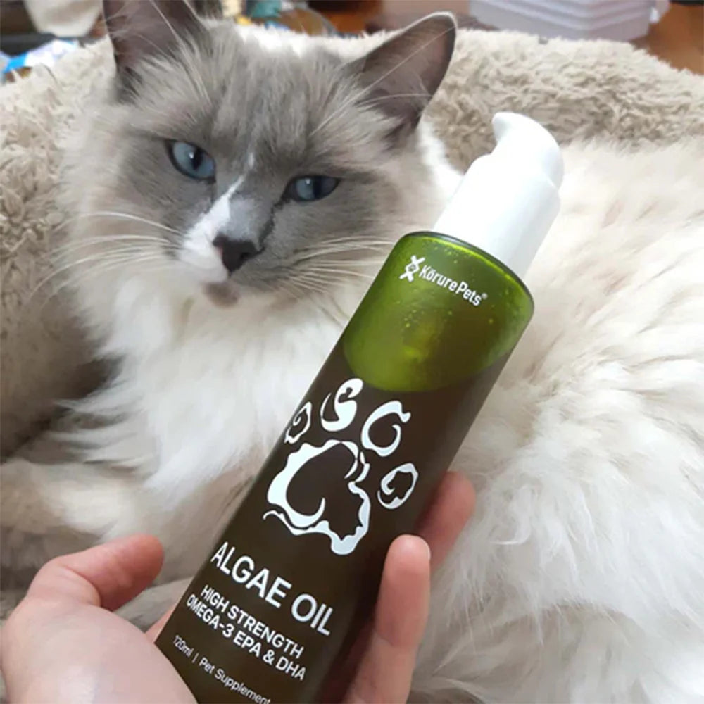 A person holding a bottle of Kōrure Pets Algae Oil next to a fluffy Ragdoll cat. A stress-free, neutral-tasting liquid Omega-3 supplement for cats.