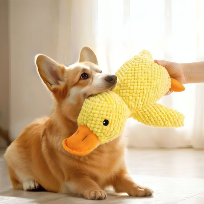 Corgi dog playing with a yellow squeaky plush duck toy.