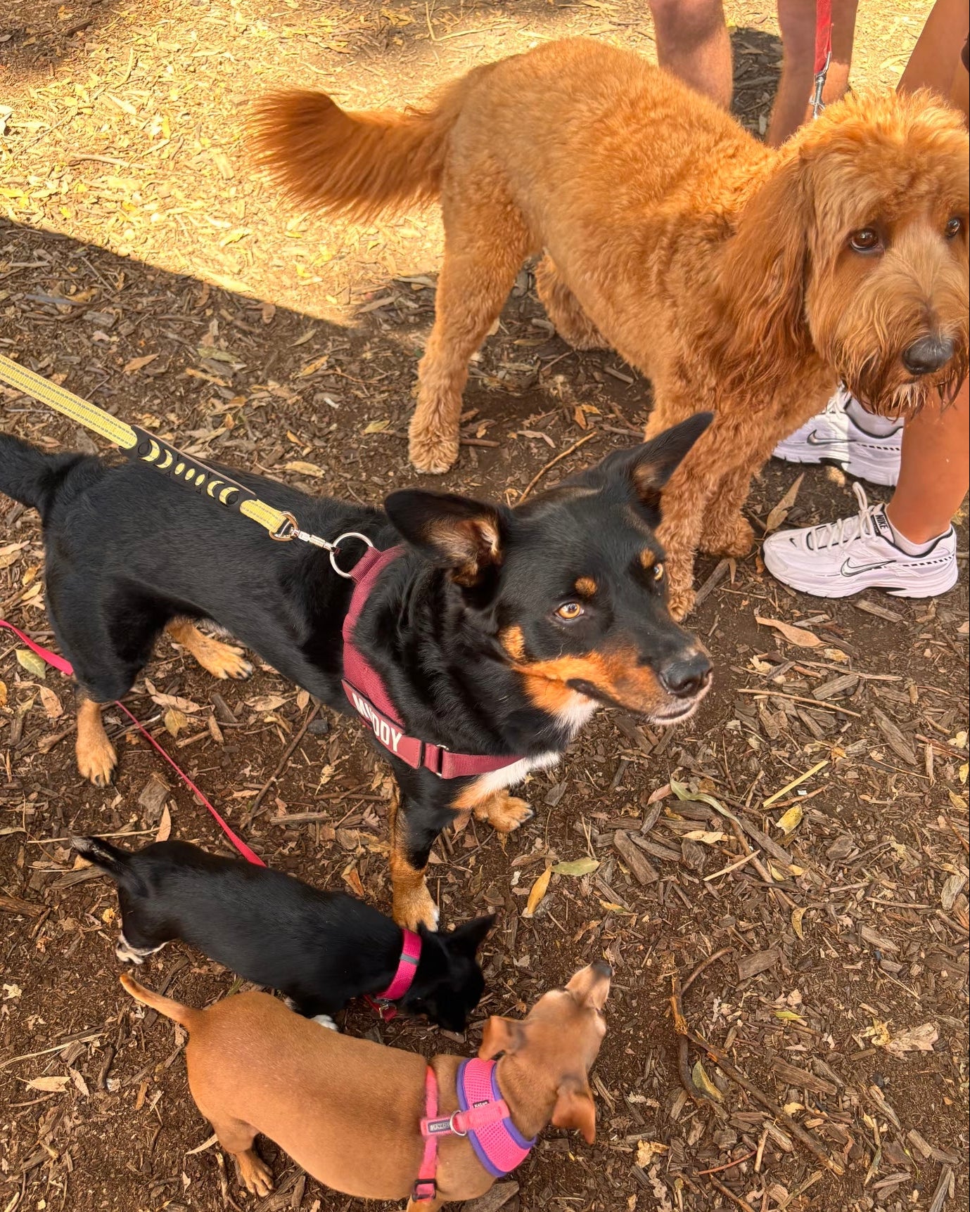 Four dogs on leashes standing on a mulched ground and enjoying treats