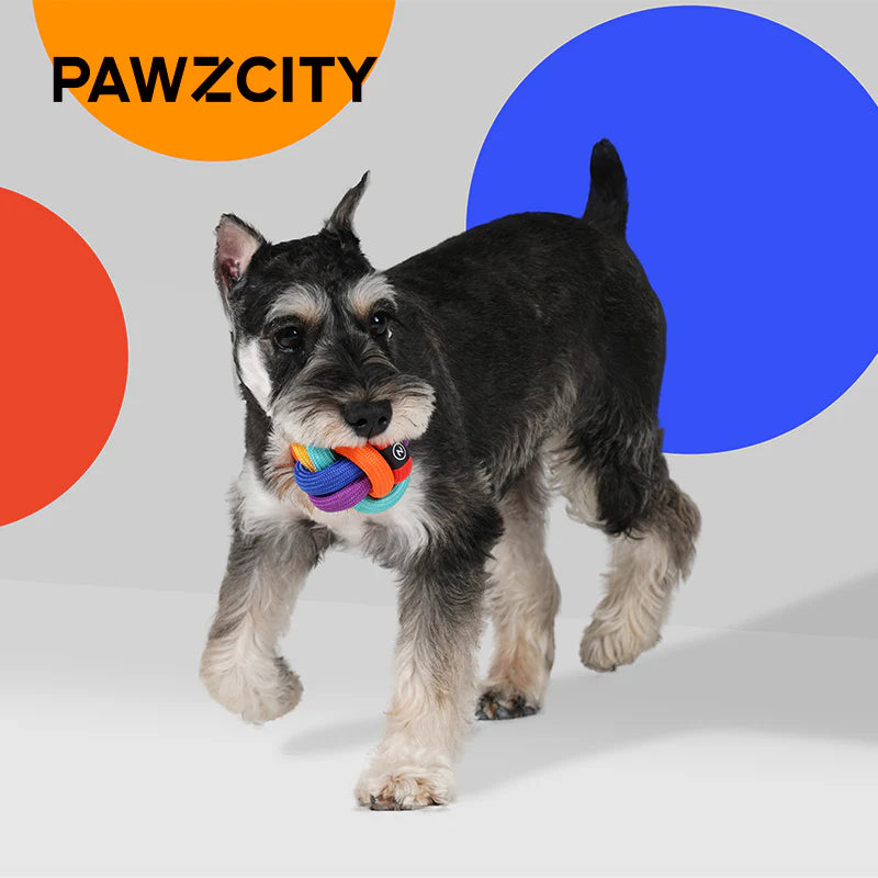 Dog playing with a colorful ball with &