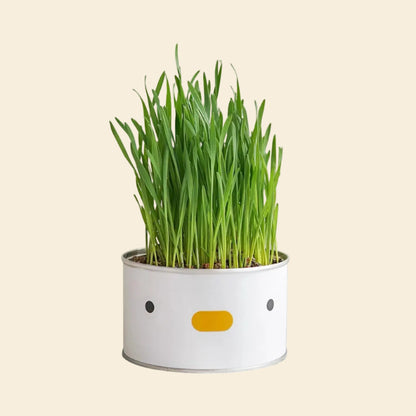 White planter with green grass on a pure background