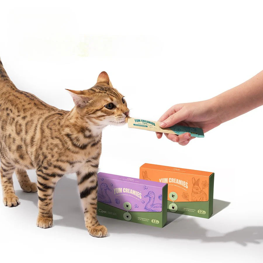 A beautiful Bengal cat eagerly licking an OPET Yum Creamies tube treat from a person&