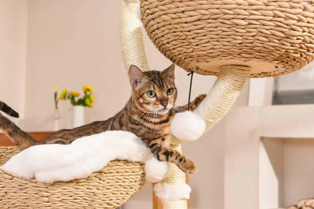 A beautiful Bengal cat resting comfortably on a plush, machine-washable white cotton cushion inside a handwoven basket on the Michu Ivy tall cat tree.
