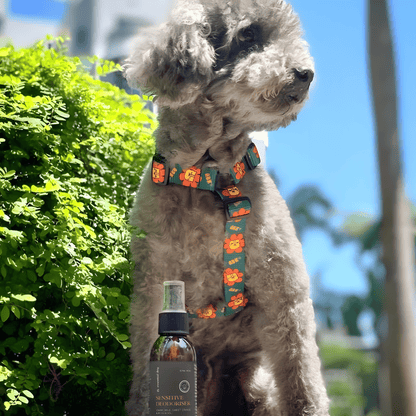 A grey poodle mix sitting outdoors with the Essential Dog Deodoriser. The perfect aromatherapy reset to replace wet dog smell with a calming herbal citrus scent