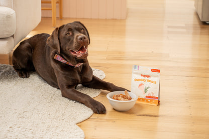 A chocolate Labrador waiting patiently next to a bag and bowl of Bugsy&