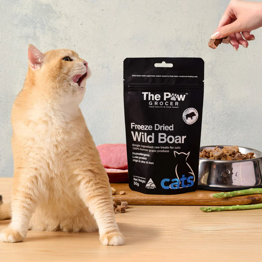 An orange cat eagerly waiting for a high-value reward of The Paw Grocer Freeze-Dried Wild Boar treat, perfect for picky eaters and felines with sensitive stomachs.
