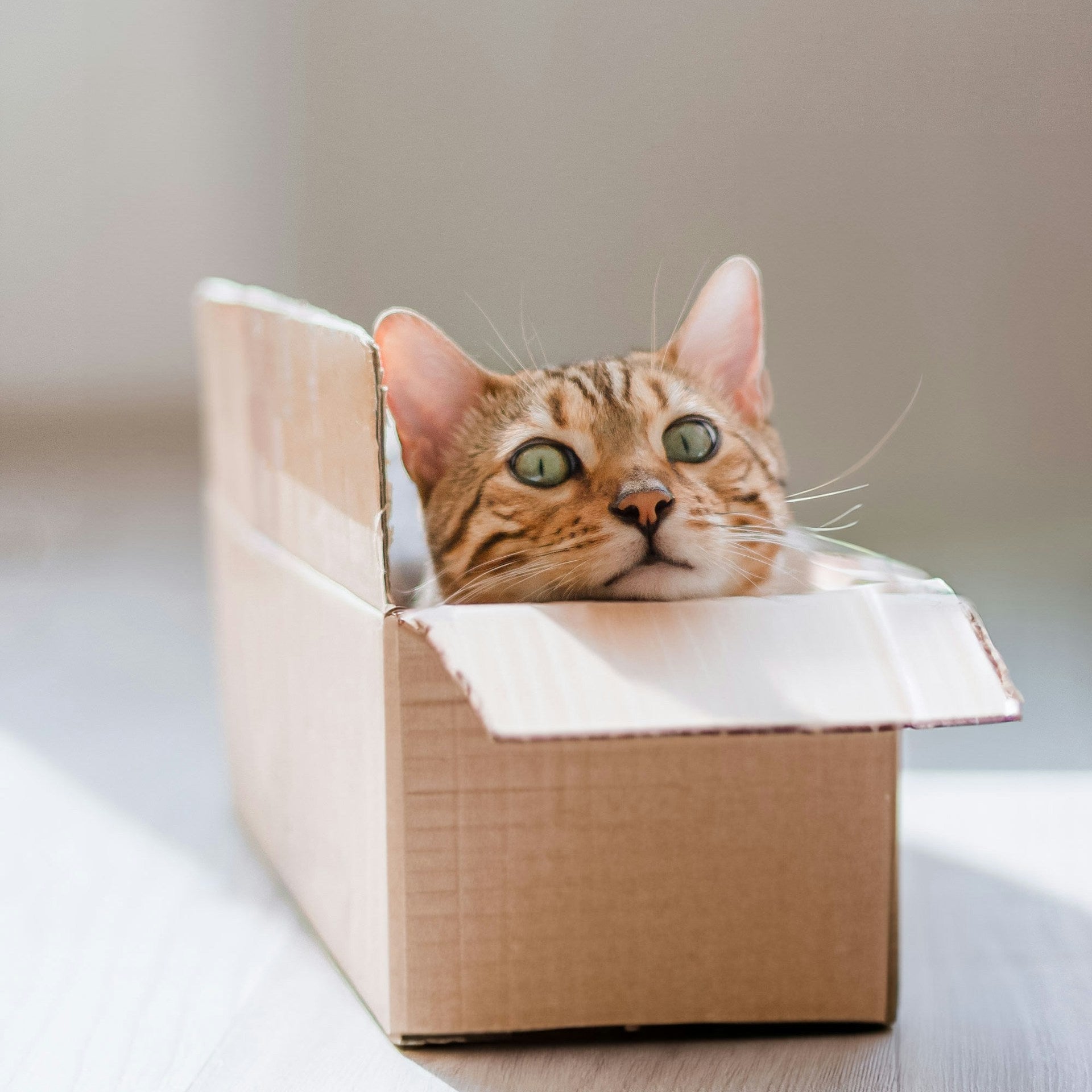 Cat peeking out from a cardboard box on a light surface with a neutral background