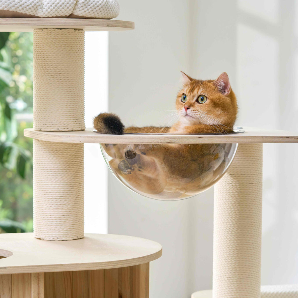 A ginger cat resting comfortably inside a clear acrylic transparent bowl capsule on the cat tree.