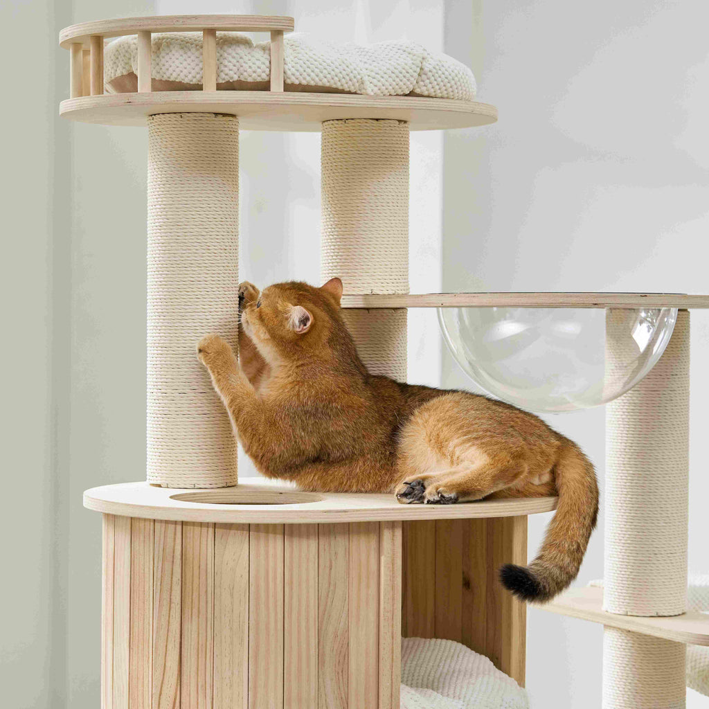 A ginger cat standing and stretching upwards beside the scratching post and lower condo.