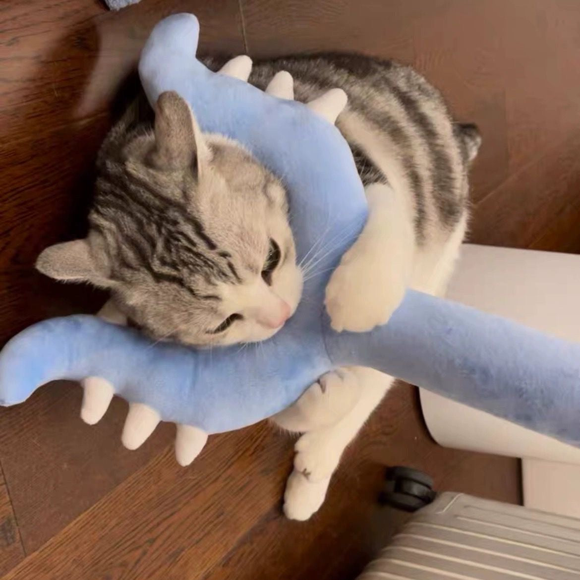 A cute tabby and white cat actively wrestling and hugging an oversized blue plush defender wand toy on a wooden floor, demonstrating the perfect full-body kicker action.