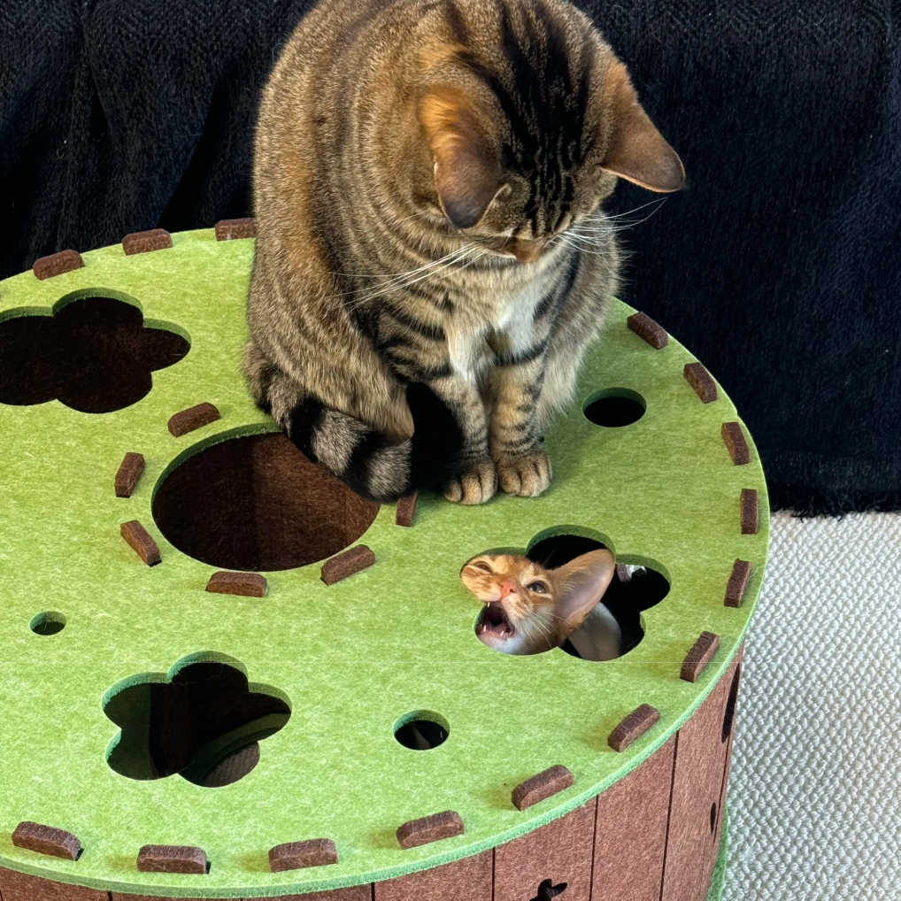 Cats playing with a green and brown cat toy
