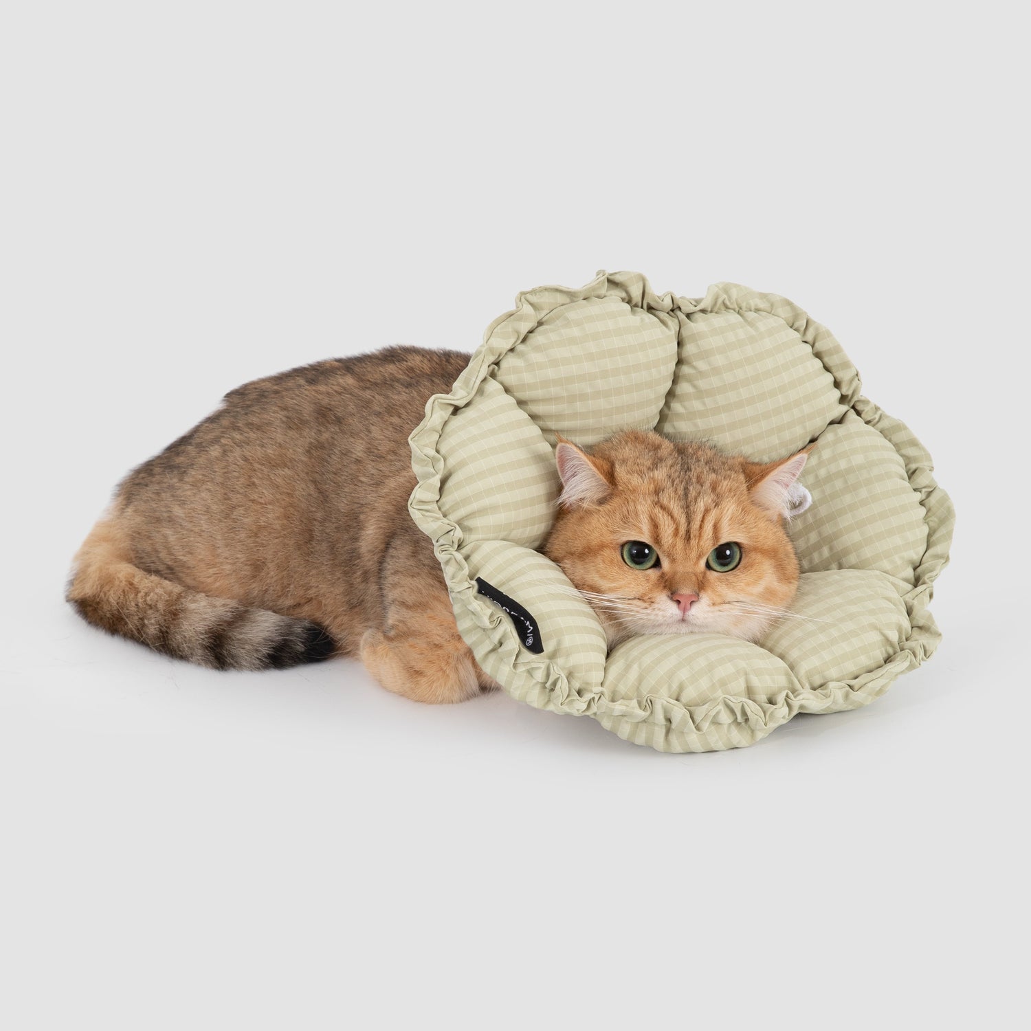 A golden British Shorthair cat resting peacefully on the floor, using the green gingham HiDREAM soft recovery collar as a comfortable neck pillow.