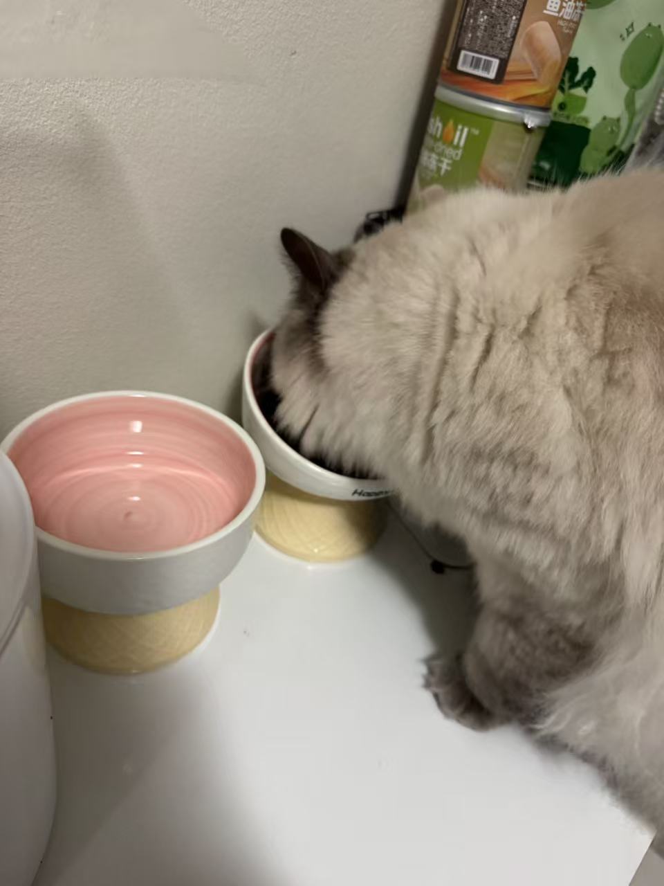 Cat drinking from a pink and white bowl on a white surface.