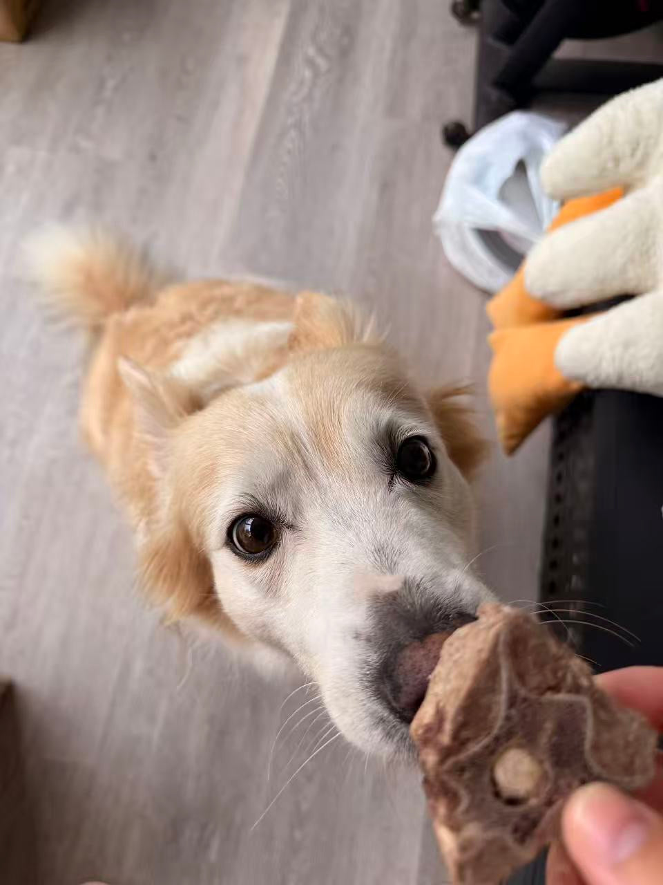 Dog wants to eat a freeze-dried lamb bone held by a person indoors.