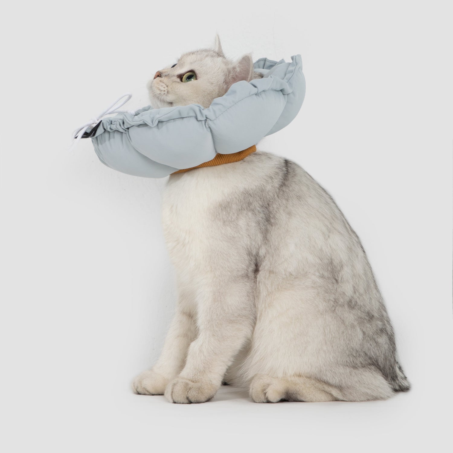 A silver shaded cat sitting patiently while wearing the lightweight Iceland Blue plush flower recovery collar.