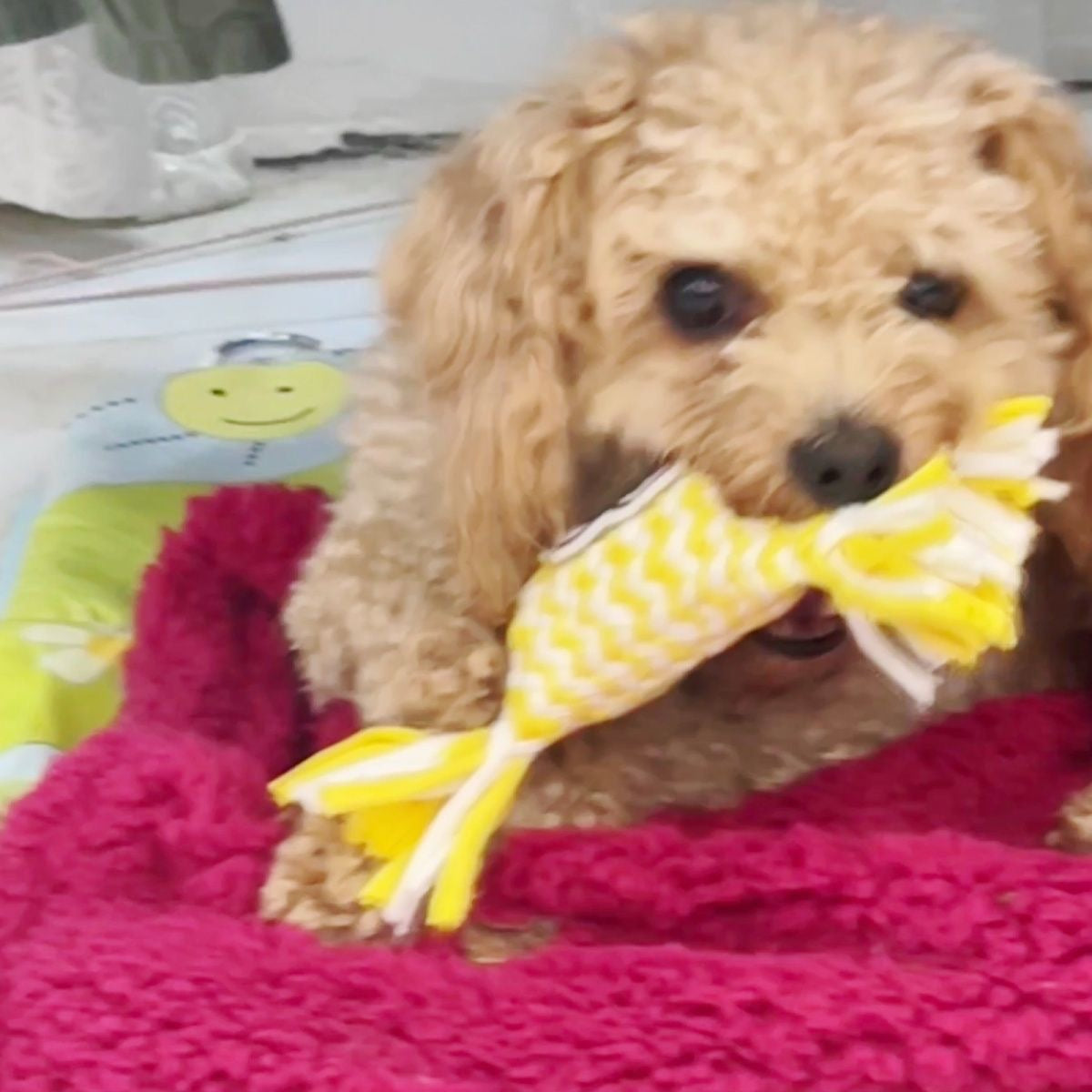 A small Poodle lying on a bright pink fuzzy blanket, happily chewing on the yellow woven candy dog toy, showing it is perfect for solo play and dental support.