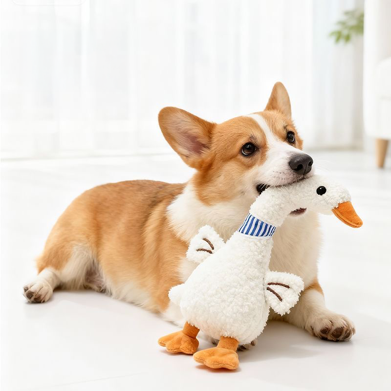 An attentive Corgi lying down with the Leggy Goose plush toy in its mouth, looking up ready for an active game of indoor fetch.