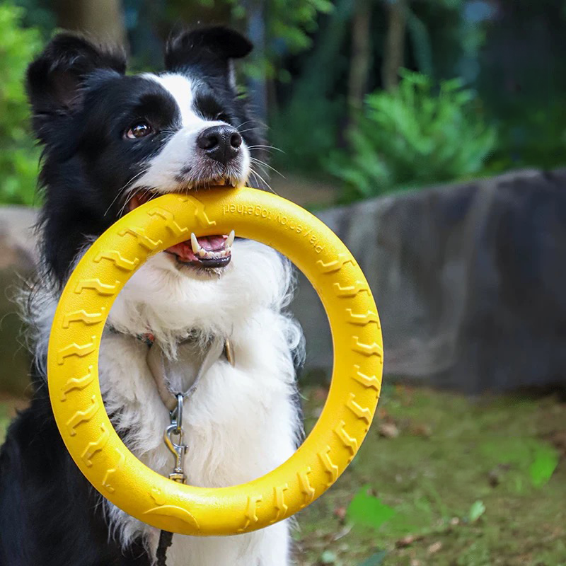 A black and white Border Collie sitting outdoors and happily holding a bright yellow EVA dog pull ring in its mouth, showcasing a safe and durable fetch toy with ergonomic traction ridges.