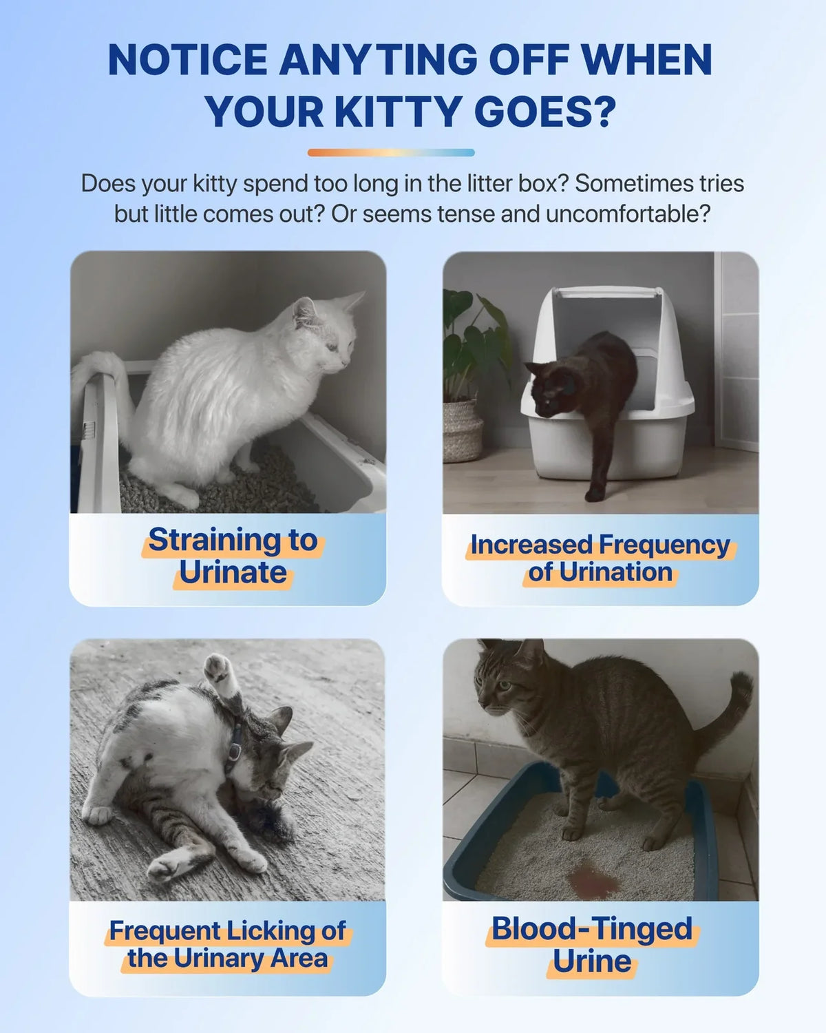Infographic detailing signs of cat urinary issues including straining to urinate, frequent urination, genital licking, and blood in urine.