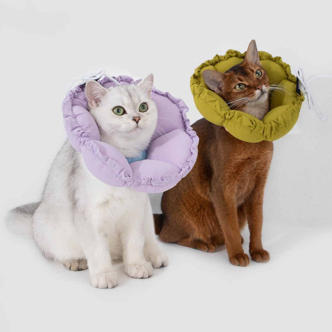 Two beautiful cats sitting together, one wearing the Wisteria Purple soft recovery collar and the other wearing Olive Green.
