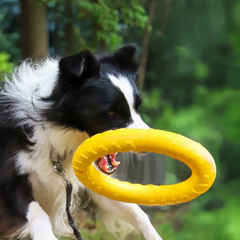 An action shot of an energetic Border Collie jumping mid-air to catch a bright yellow EVA dog fetch ring outdoors, demonstrating the lightweight and aerodynamic design of the toy.