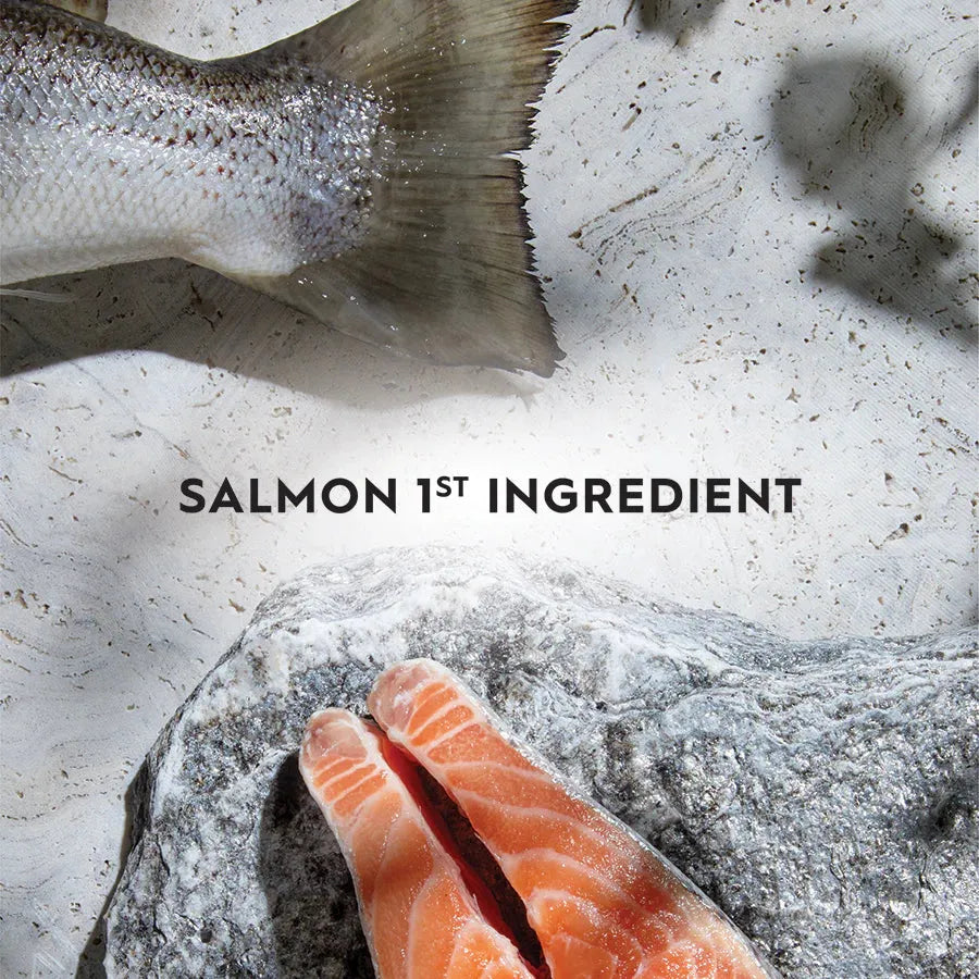 Close-up of fresh raw salmon fillets on a natural stone surface. Trilogy cat food uses premium Australian Salmon as the first ingredient for high-quality, Omega-3 rich ocean protein.