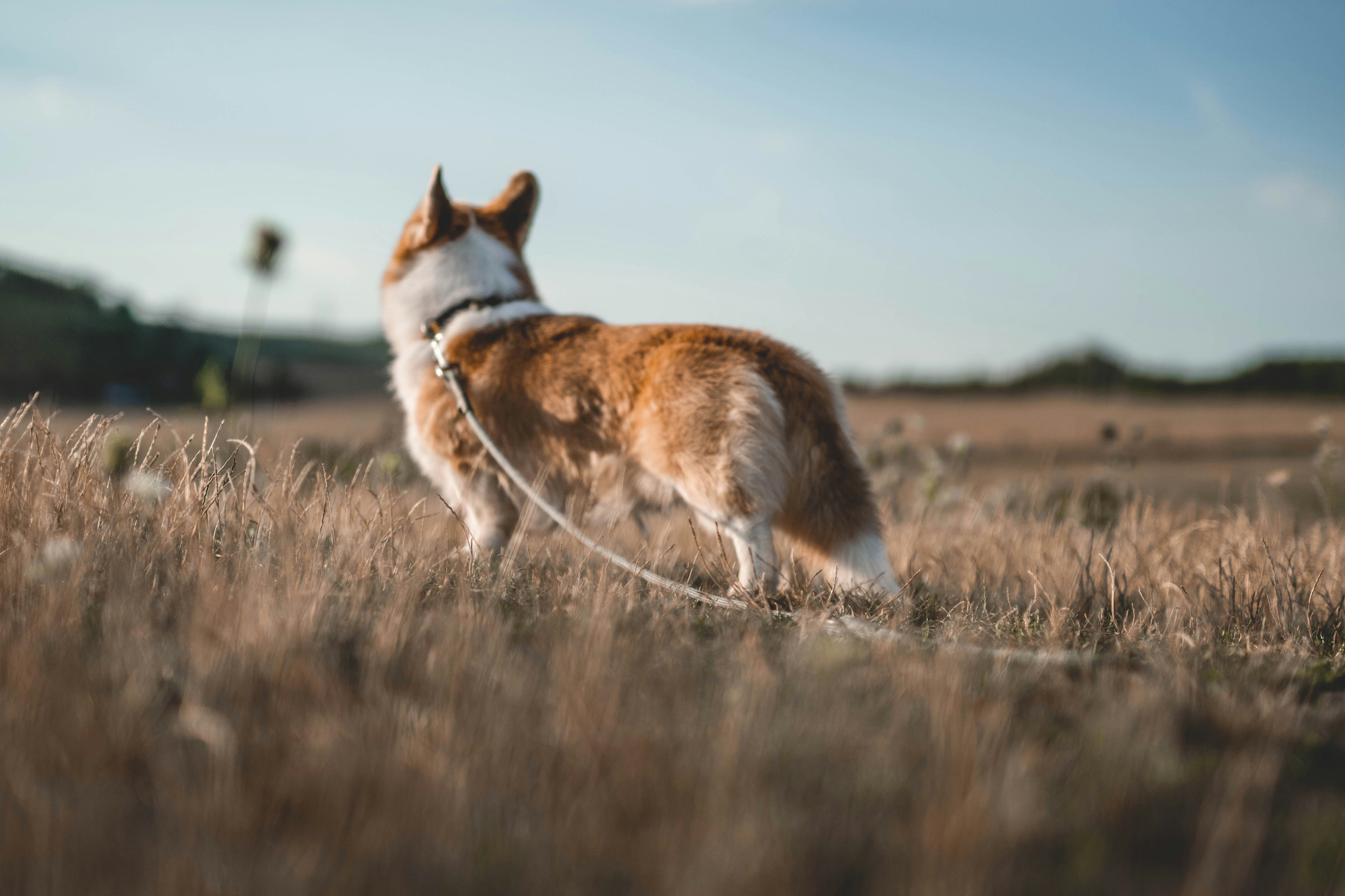 A serene lifestyle photograph of a Welsh Corgi on a white leash, standing in a vast field of golden, dry grass during the warm glow of sunset. The image captures a peaceful moment of outdoor exploration, perfectly representing the LéJoyee brand essence of bringing joy to every pet's journey.