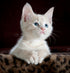 A stunning close-up portrait of an adorable, fluffy light-cream kitten with striking blue eyes gazing upwards with curiosity. The kitten’s tiny paws are resting on a leopard-print surface against a dark, dramatic background, perfectly capturing the premium and charming aesthetic of the LéJoyee brand.