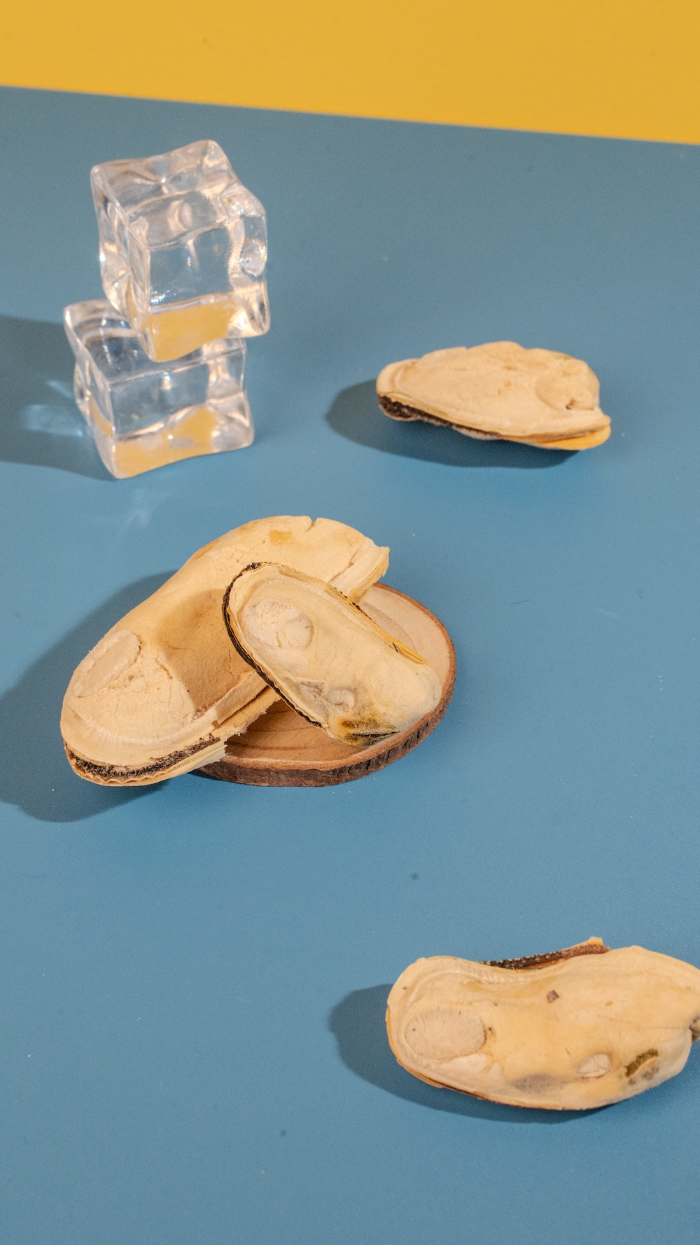 Multiple green-lipped mussels on the table, a potent natural anti-inflammatory superfood for senior dogs and active breeds.