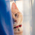 A captivating close-up of a curious peach-colored cat peeking out from behind a vibrant blue curtain. The cat is wearing a red collar with a small silver bell, its expressive gaze perfectly embodying the playful and inquisitive spirit of the LéJoyee brand.