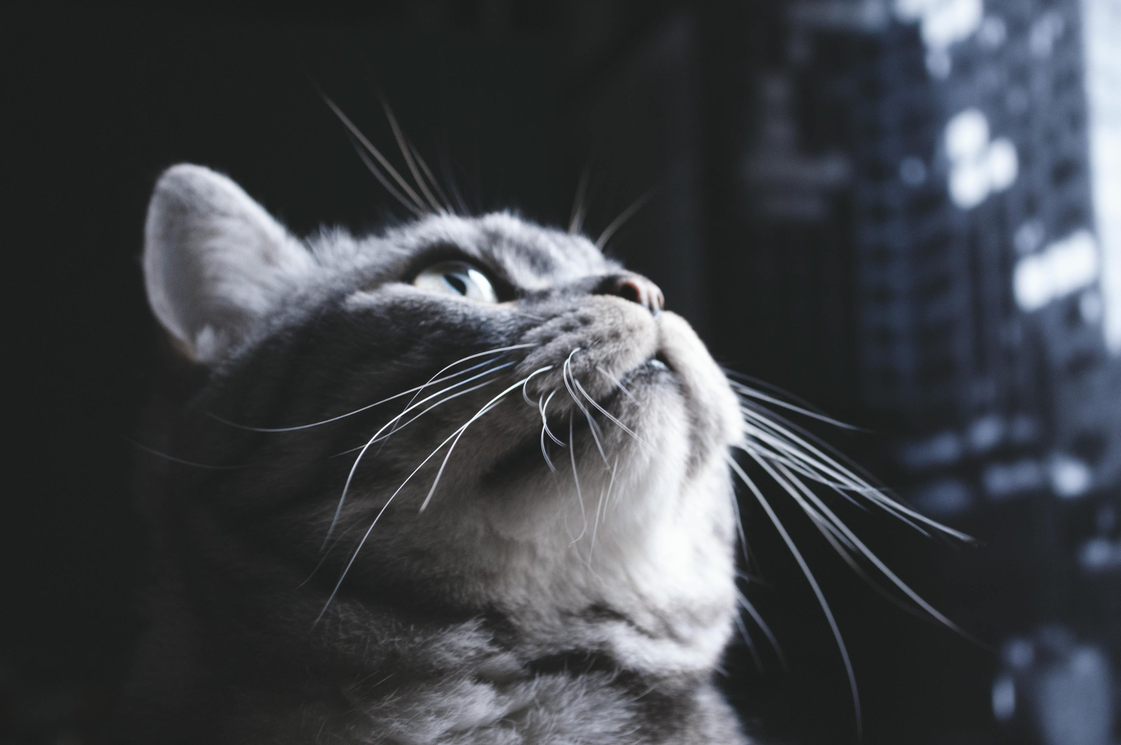 A high-quality, moody close-up portrait of a grey tabby cat looking upwards with a focused and curious gaze. The detailed photography captures its long whiskers and soft fur against a dark, blurry background, embodying the premium and aesthetic pet-centric philosophy of LéJoyee.