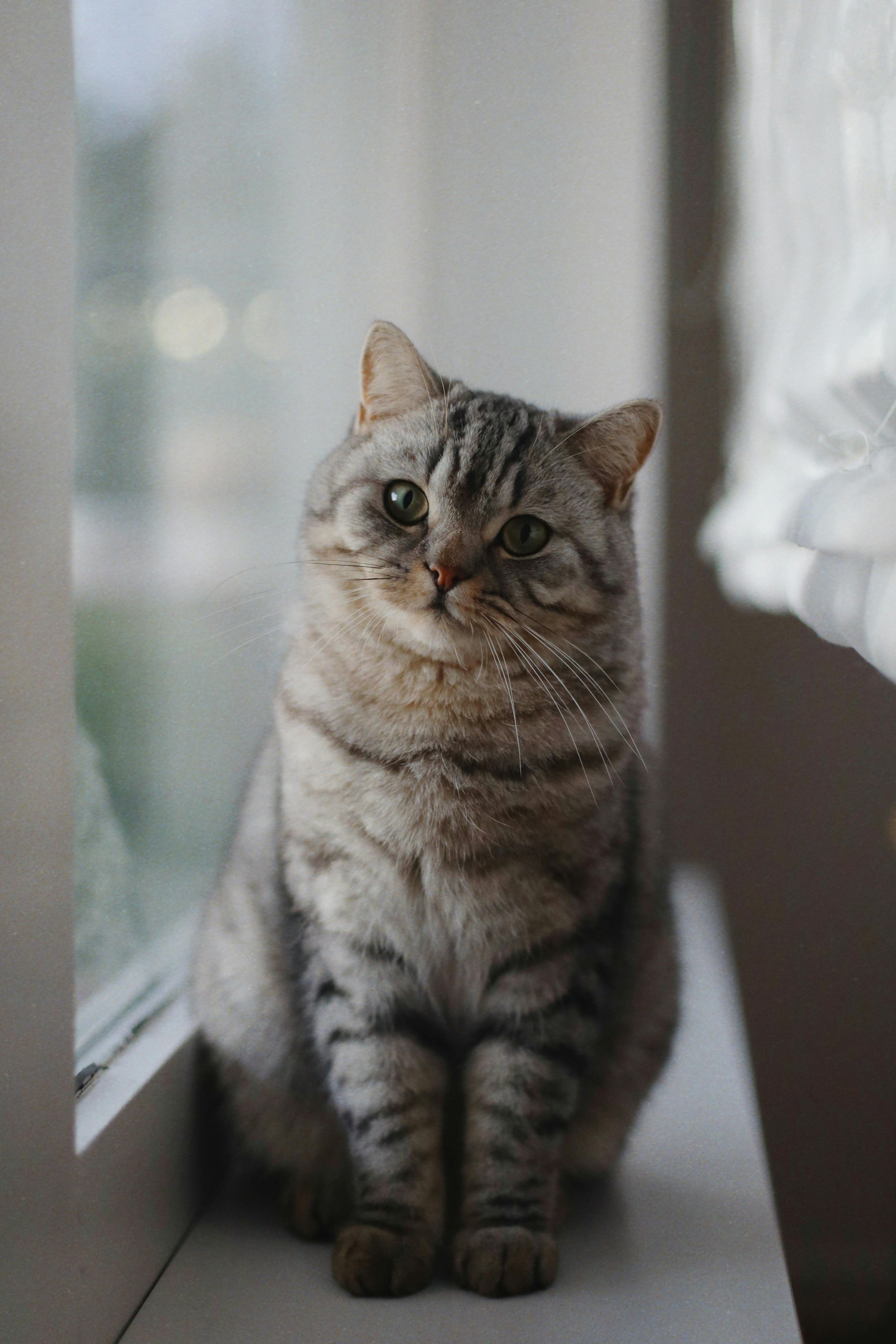 A beautiful grey tabby cat sitting gracefully on a white windowsill, tilting its head with a curious and gentle expression. The soft, natural light from the window creates a serene and cozy atmosphere, representing the heart of the LéJoyee brand.