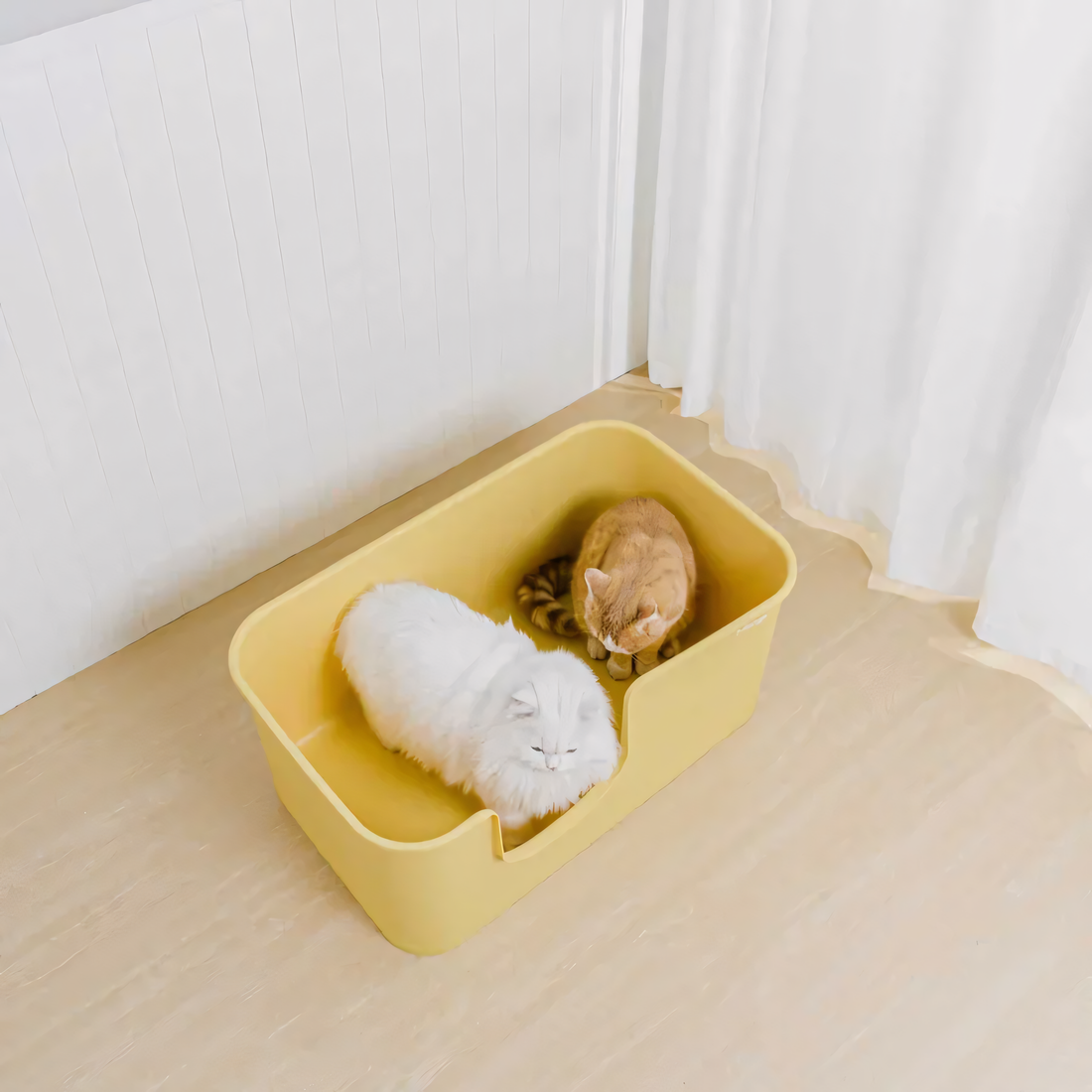 fluffy white cat and an orange tabby cat sitting comfortably together inside the massive 79.5cm XXL litter box, showcasing its multi-cat capacity.