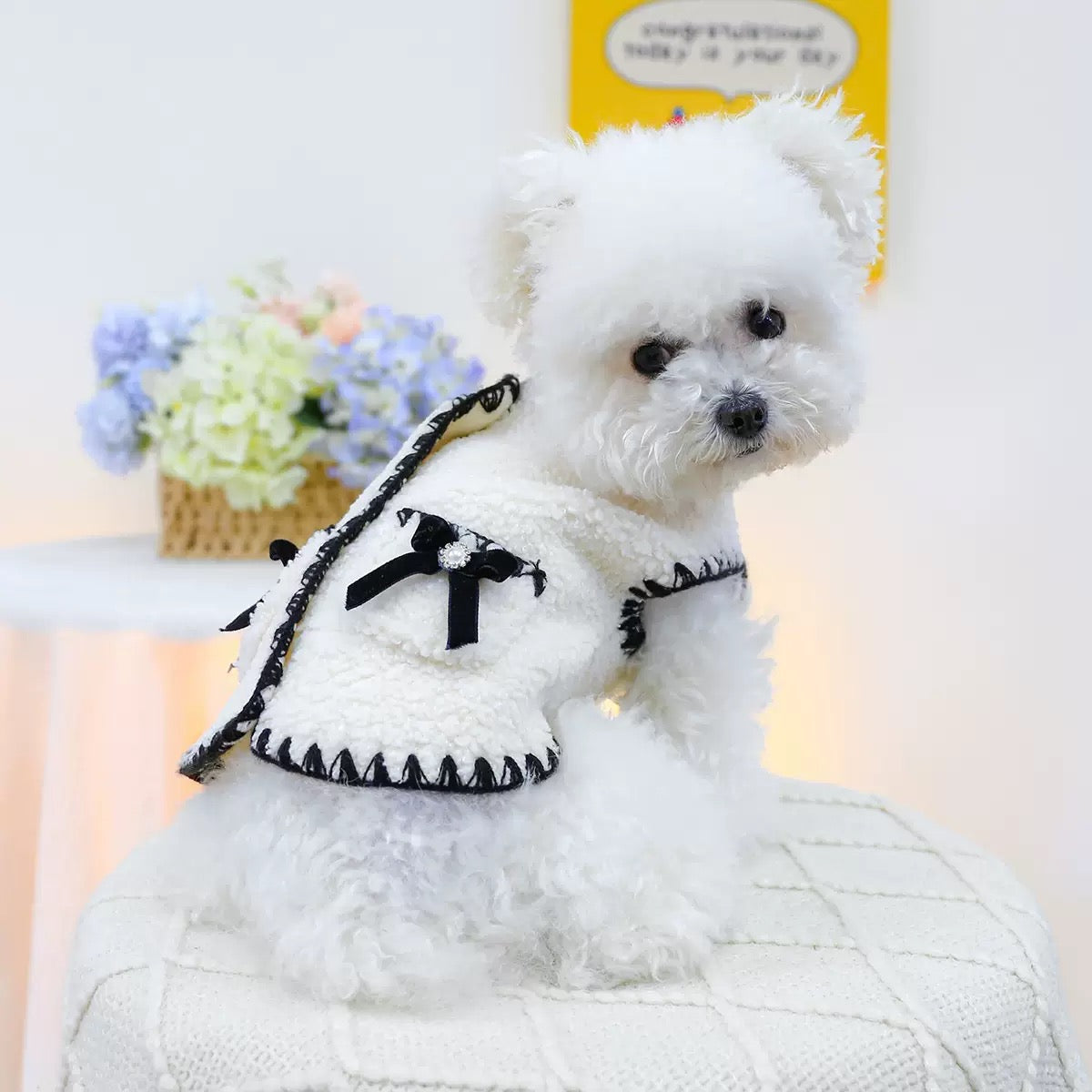 A cute white puppy looking back in the &