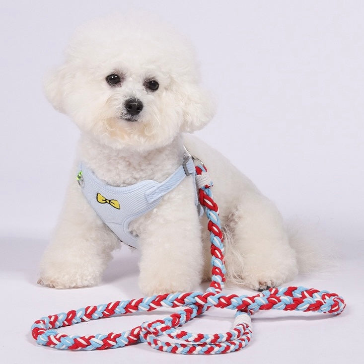 White dog wearing a light blue harness with a red and blue braided leash on a white background