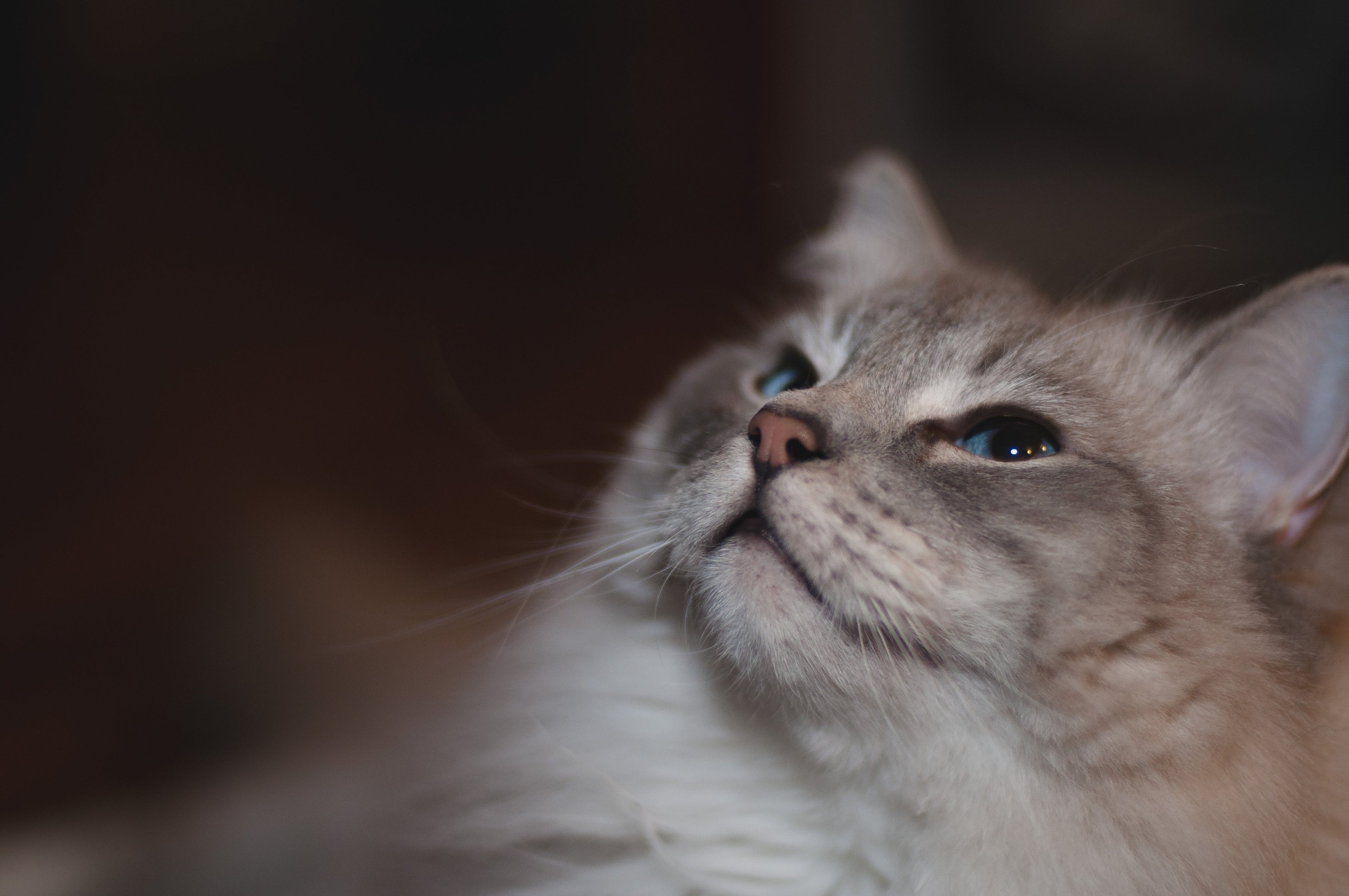 A soulful and artistic close-up portrait of a fluffy grey and white cat with striking blue eyes looking upwards, capturing a sense of curiosity and serenity against a dark bokeh background.